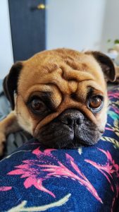 Pug en Bigmama Senior Dog Hotel