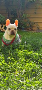 Milo en parque