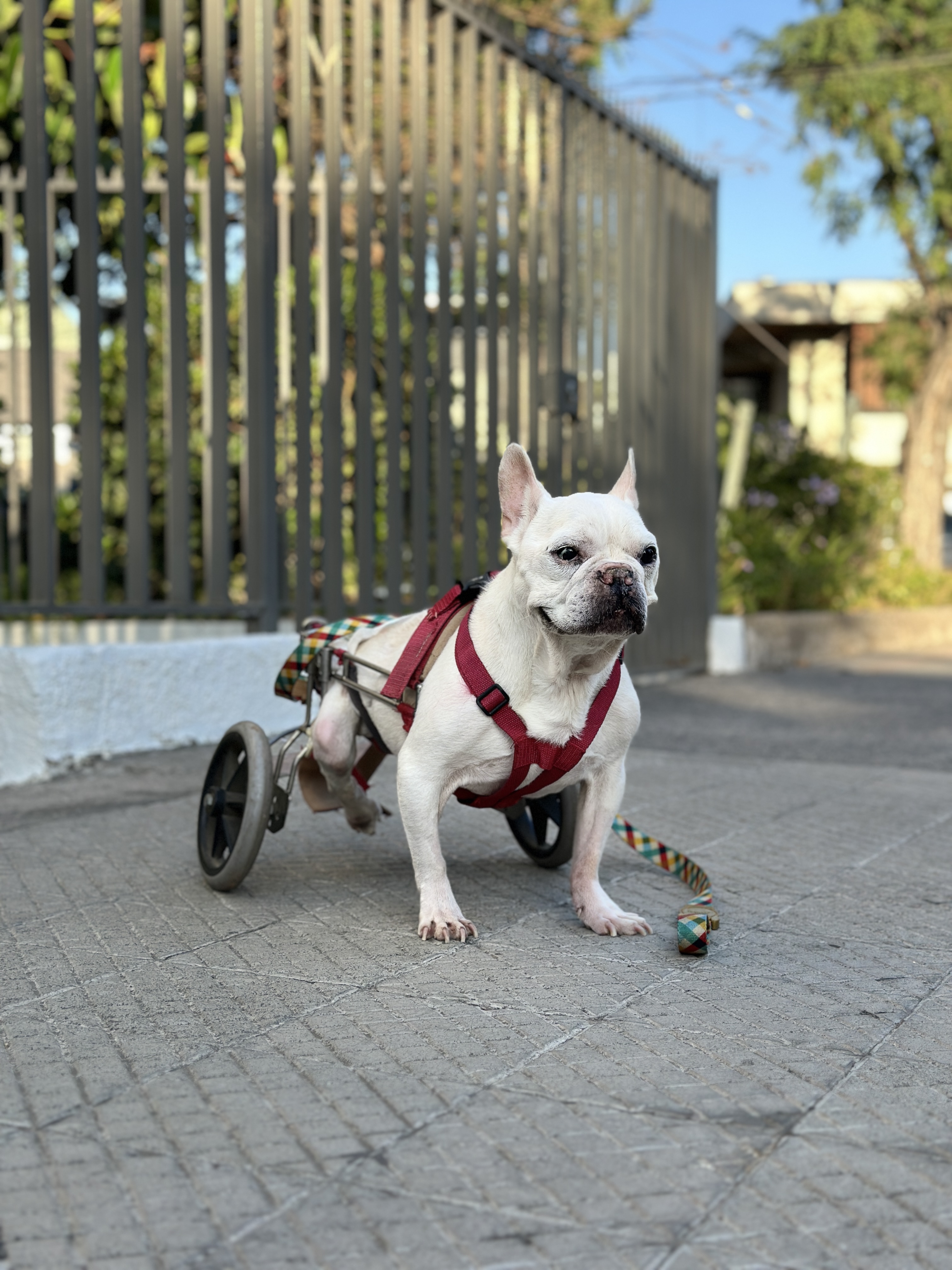 Cuidado de perro senior