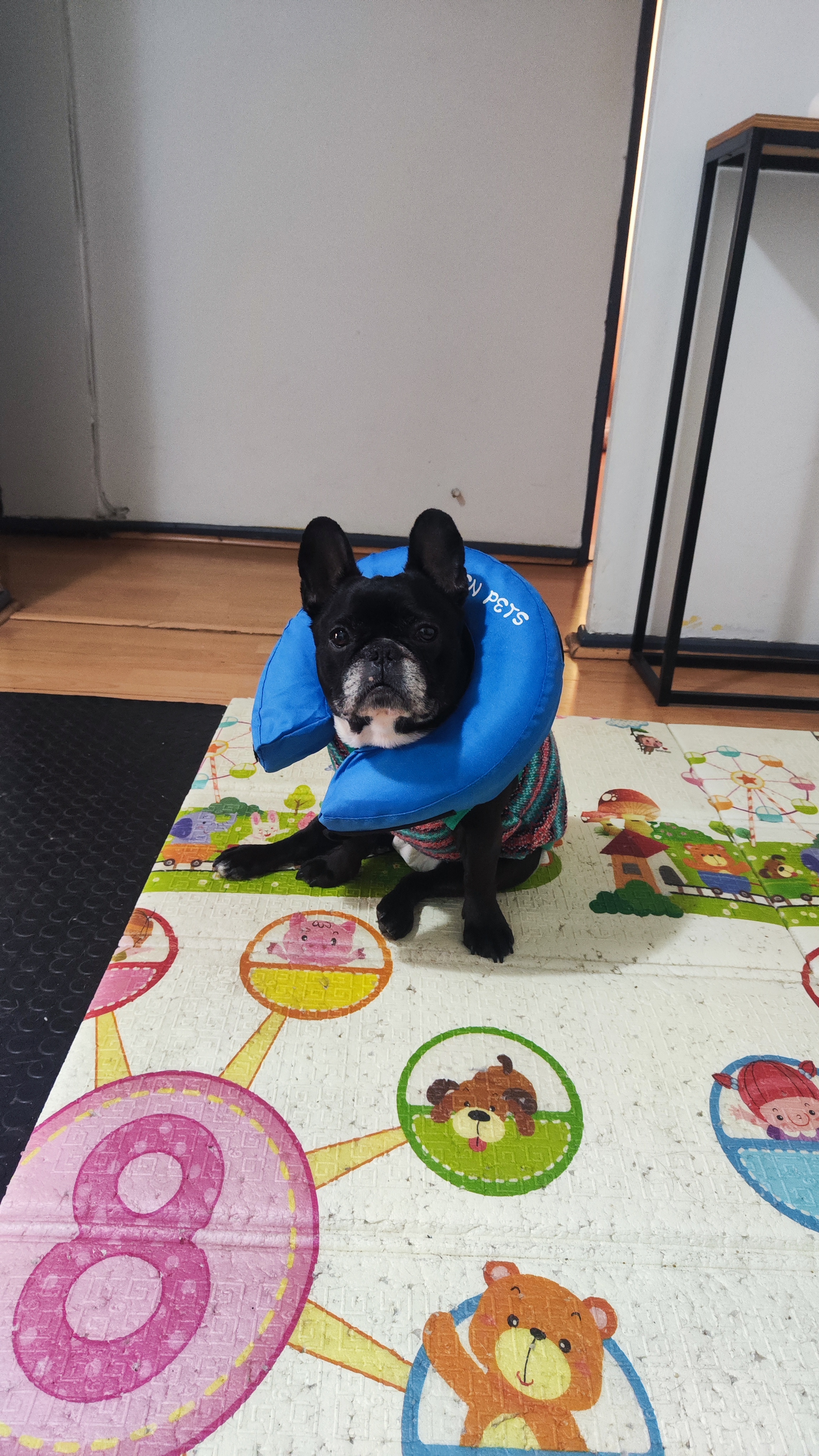 Perro feliz en BigMama