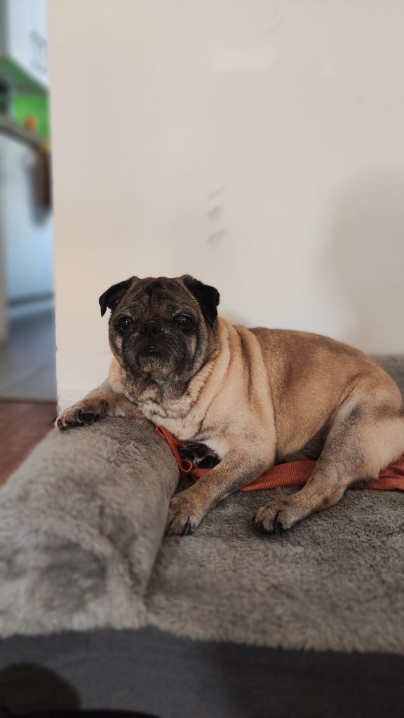 Perro pug senior descansando cómodamente en BigMama Hotel