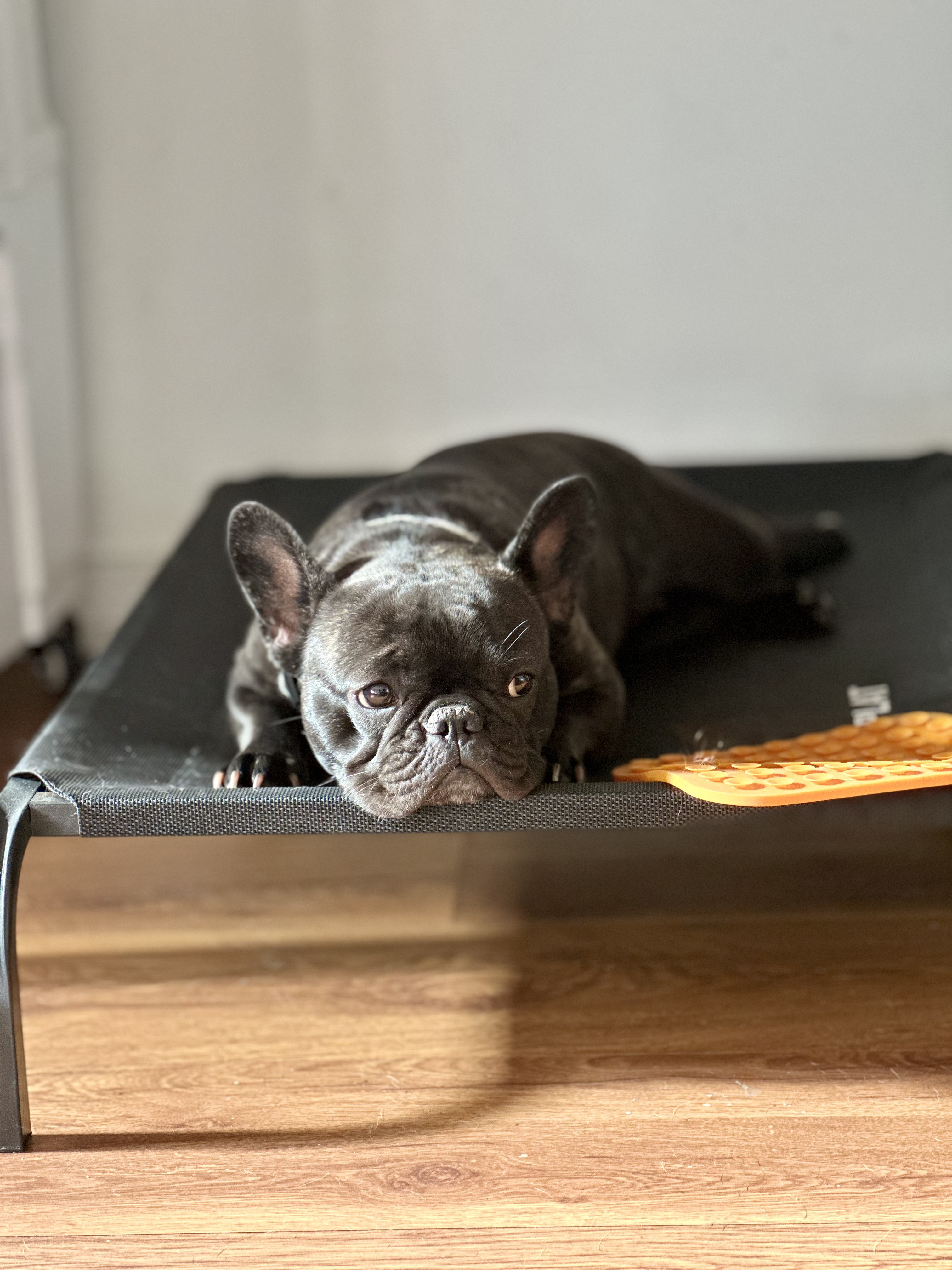Espacio seguro para perros especiales